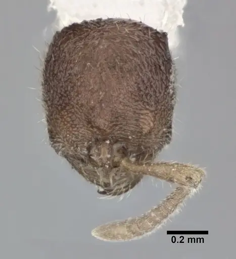 Proceratium micrommatum - CASENT0246700