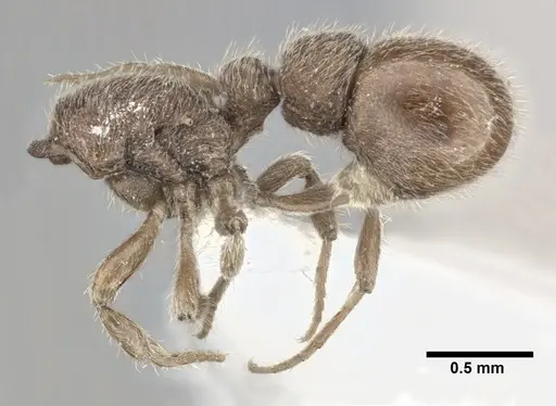 Proceratium micrommatum - CASENT0246700