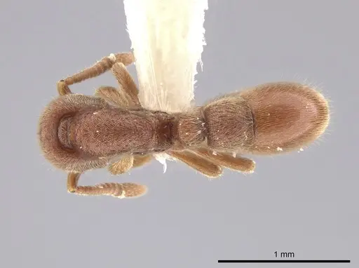 Proceratium micrommatum - CASENT0635698