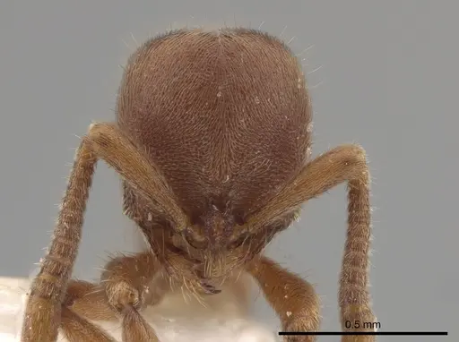 Proceratium micrommatum - CASENT0635698