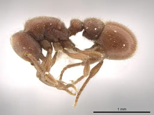 Proceratium micrommatum - CASENT0635698