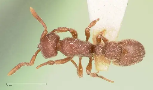 Proceratium micrommatum - FOCOL0932