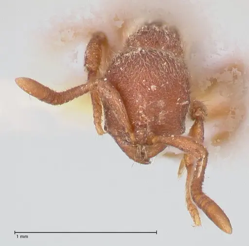 Proceratium micrommatum - FOCOL0932