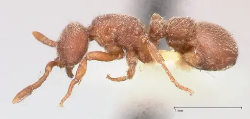 Proceratium micrommatum - FOCOL0932