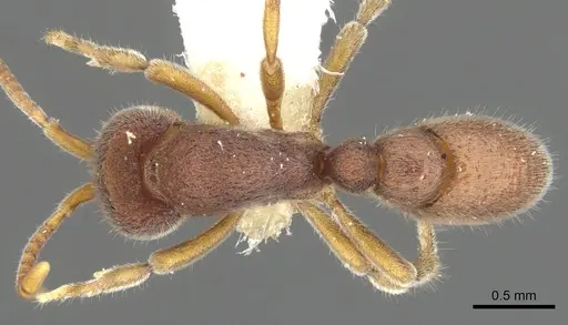 Proceratium microsculptum specimen