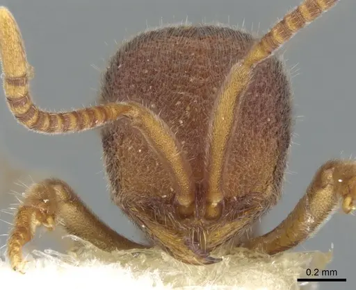Proceratium microsculptum specimen