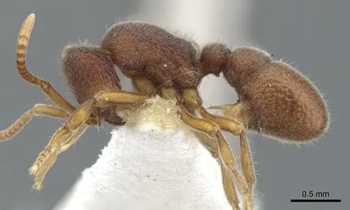 Proceratium microsculptum specimen