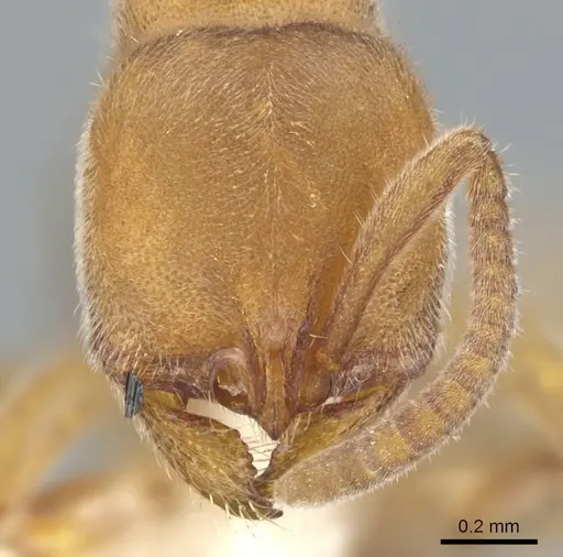 Proceratium morisitai specimen