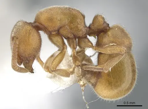 Proceratium morisitai specimen