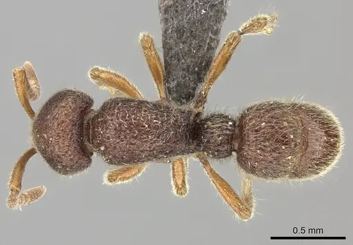 Proceratium nilo specimen