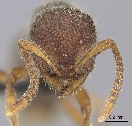 Proceratium nilo specimen