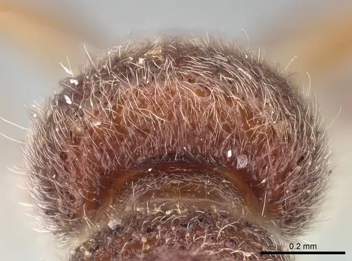 Proceratium nilo specimen