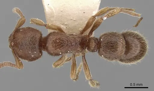 Proceratium numidicum specimen