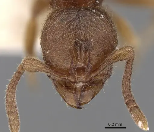 Proceratium numidicum specimen