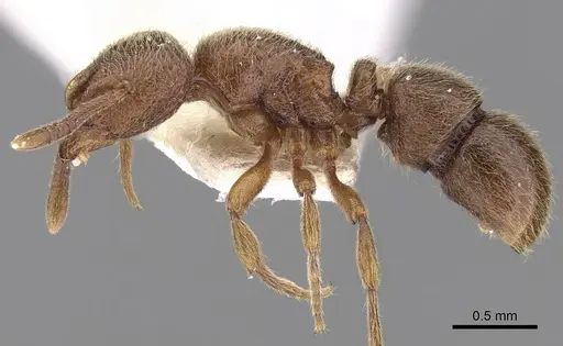 Proceratium numidicum specimen