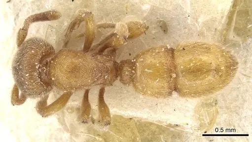 Proceratium numidicum - CASENT0915314