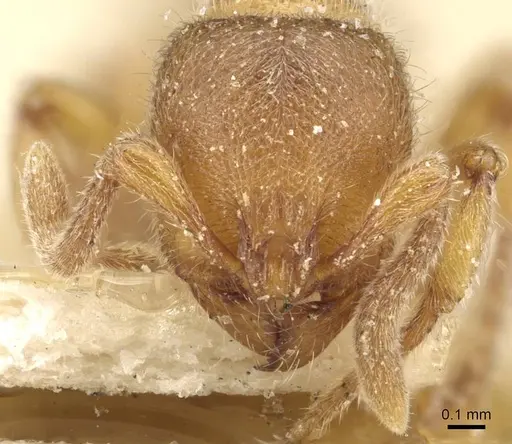 Proceratium numidicum - CASENT0915314