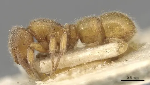 Proceratium numidicum - CASENT0915314