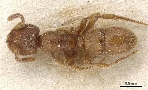 Proceratium numidicum - CASENT0915315