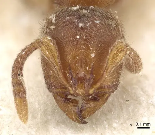 Proceratium numidicum - CASENT0915315