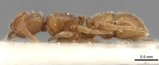 Proceratium numidicum - CASENT0915315