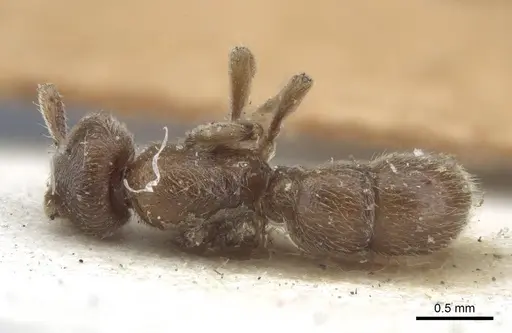 Proceratium numidicum - CASENT0916807