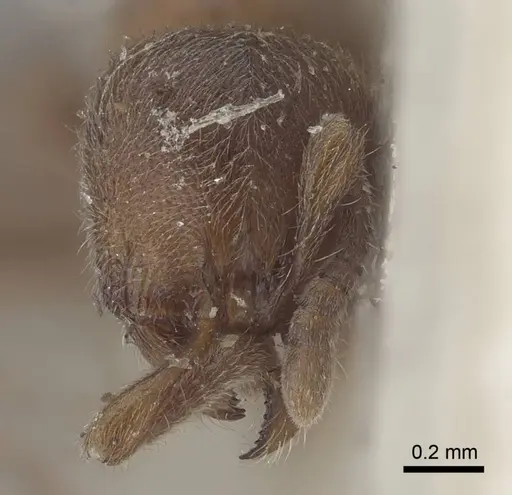 Proceratium numidicum - CASENT0916807