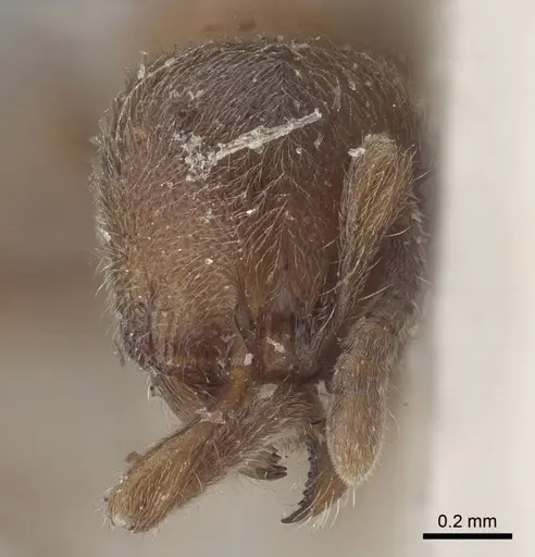 Proceratium numidicum - CASENT0916807