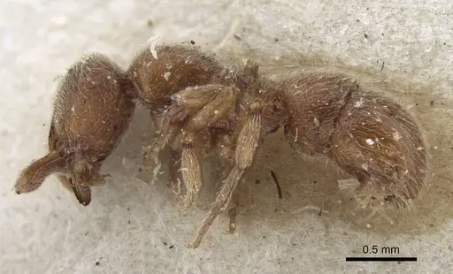 Proceratium numidicum - CASENT0916807