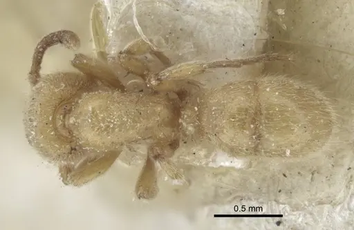 Proceratium numidicum - CASENT0916808