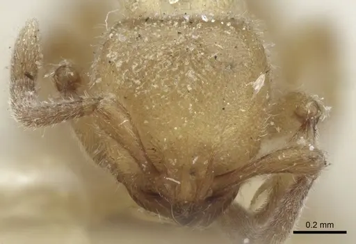 Proceratium numidicum - CASENT0916808