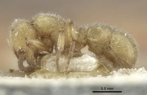 Proceratium numidicum - CASENT0916808