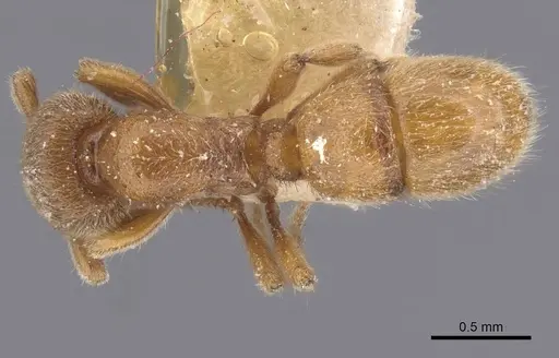 Proceratium numidicum - RMCAENT000017722