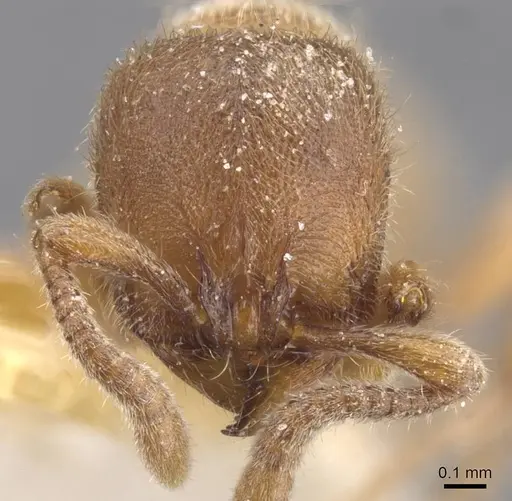 Proceratium numidicum - RMCAENT000017722