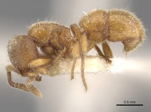 Proceratium numidicum - RMCAENT000017722