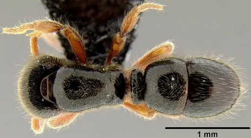 Proceratium oceanicum specimen