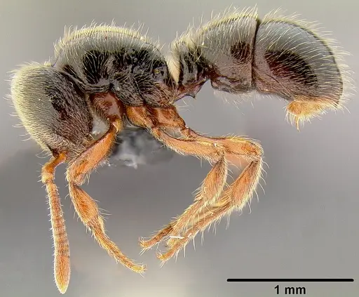 Proceratium oceanicum specimen