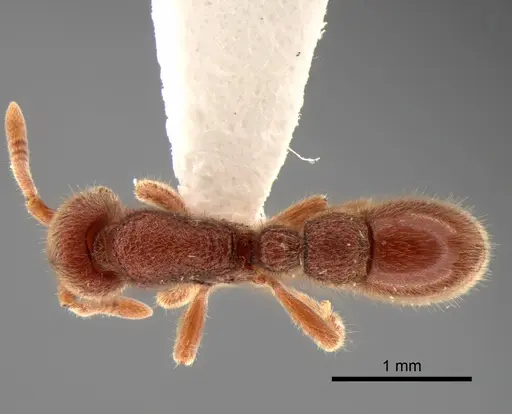 Proceratium panamense specimen