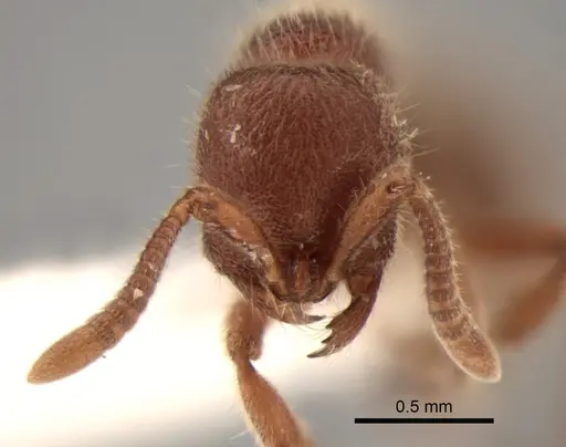 Proceratium panamense specimen