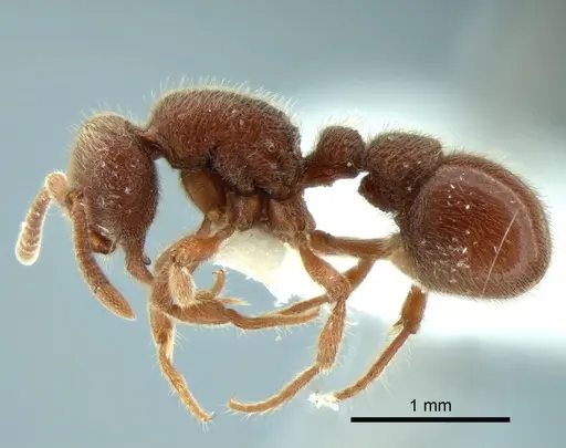 Proceratium panamense specimen