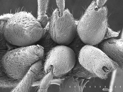 Proceratium pergandei specimen