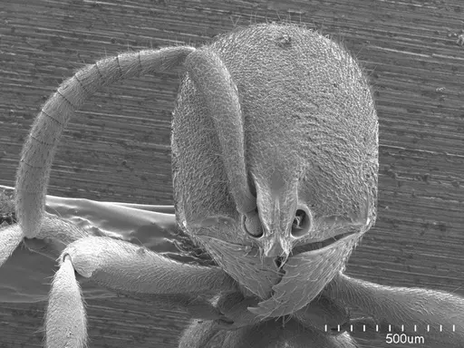 Proceratium pergandei specimen