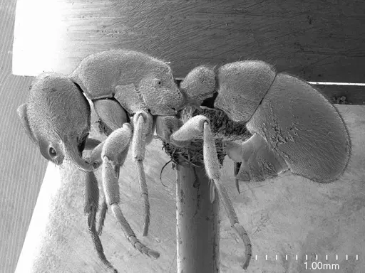 Proceratium pergandei specimen