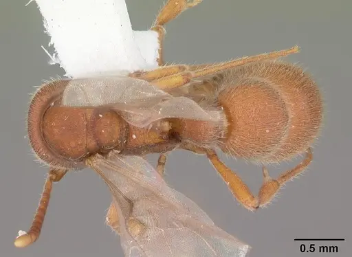 Proceratium pergandei - CASENT0103837