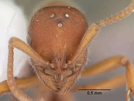 Proceratium pergandei - CASENT0103837