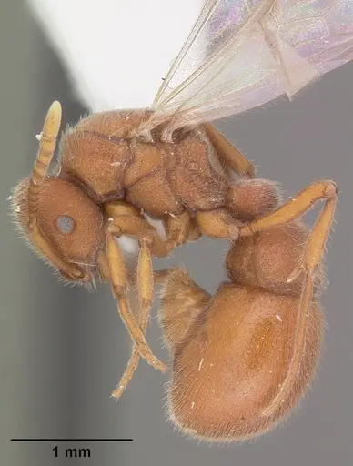 Proceratium pergandei - CASENT0103837