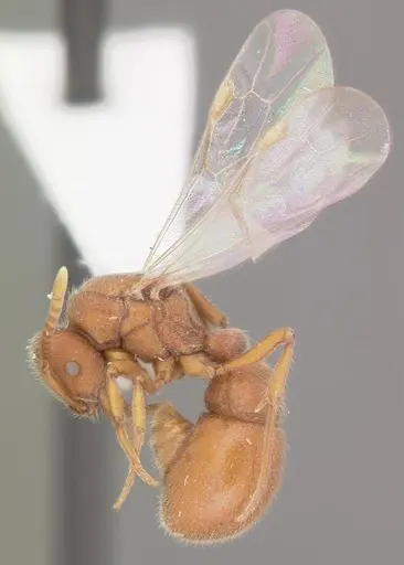 Proceratium pergandei - CASENT0103837