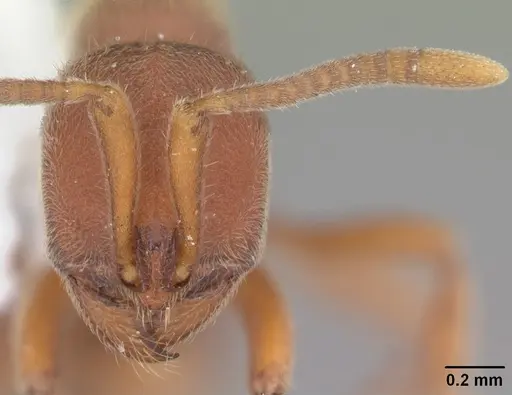 Proceratium pergandei - CASENT0104443