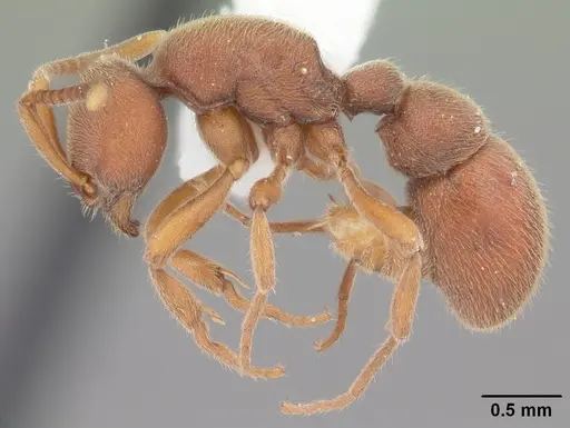 Proceratium pergandei - CASENT0104443