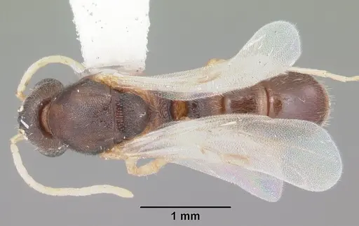 Proceratium pergandei - CASENT0104444